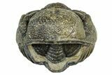 Wide, Enrolled Morocops Trilobite - Morocco #323526-2